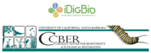 IDigBio and CCBER logo.PNG