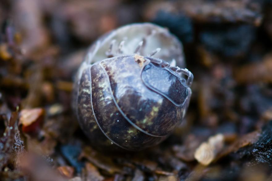 roly poly or pillbug partially rolled into a ball. 
