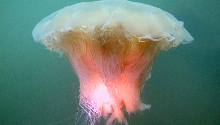 Ghost jelly glowing with a pink light in the water