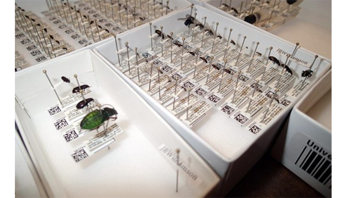 Example of pinned specimens with UAM barcodes visible.