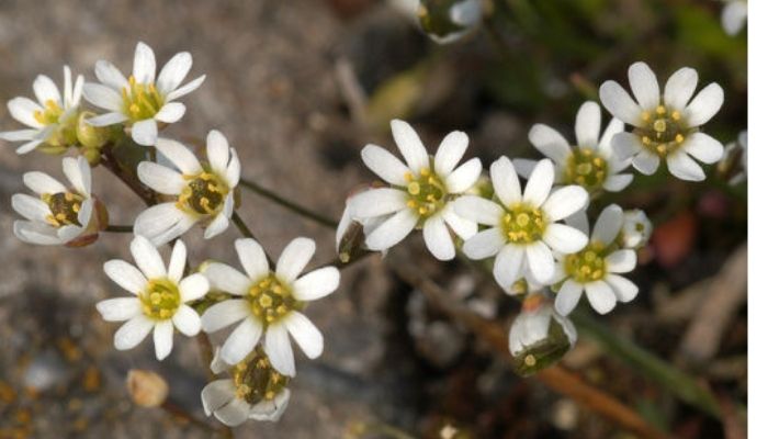 Draba verna flowers