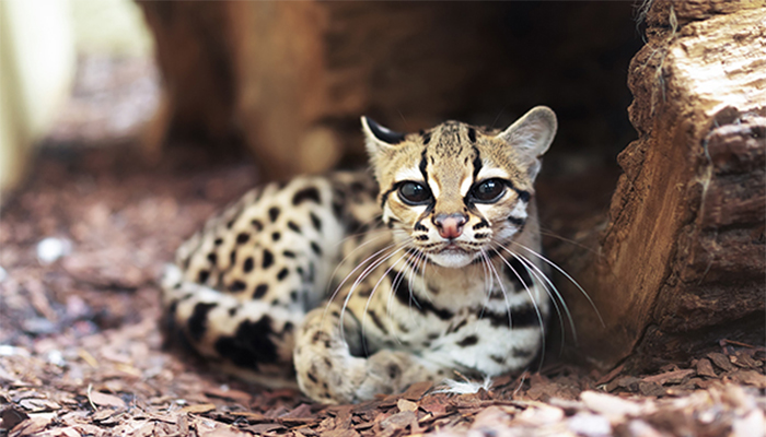 Margay cat laying down