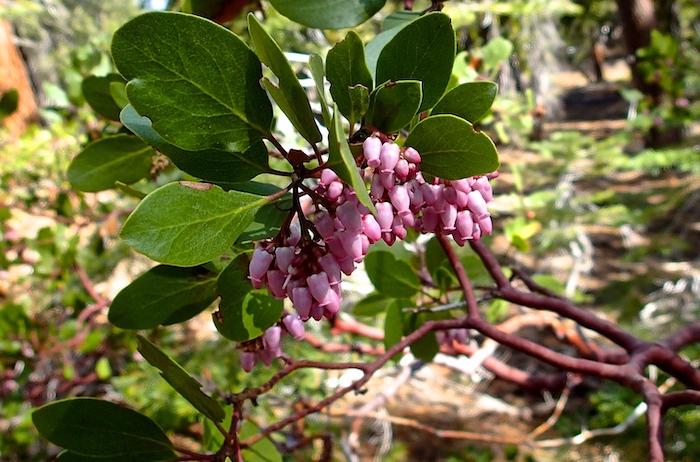 Arctostaphylos patula