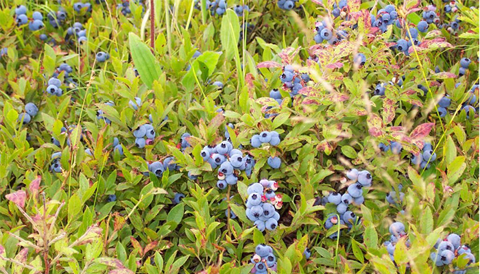 Fruiting blueberry bush