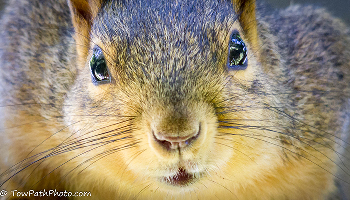 Macro of a fox squirrel face