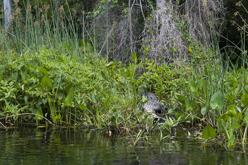 alligator on the shore at Wakulla Springs