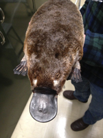 Platypus