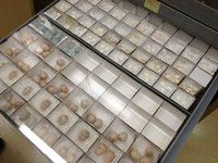 Eggs at the Australian National Wildlife Collection