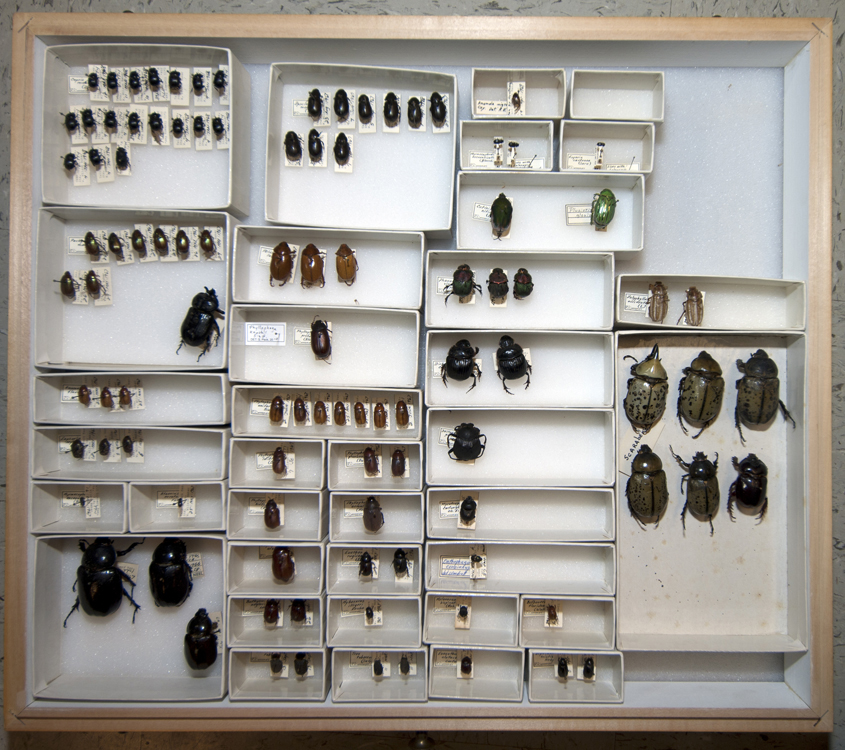 Pinned Insect Drawer
