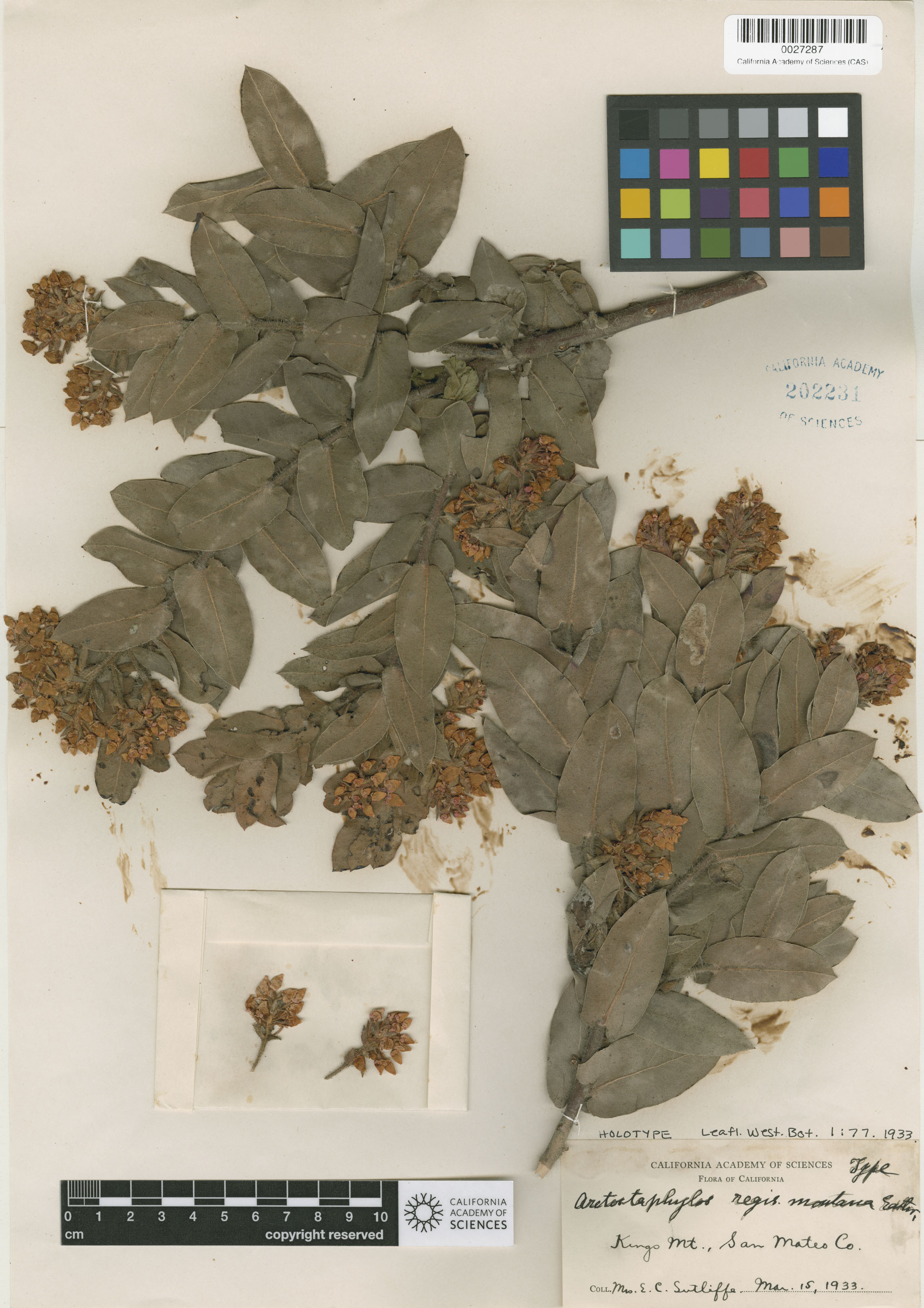 Scan of the type specimen of Arctostaphylos regismontana, CAS 202231.