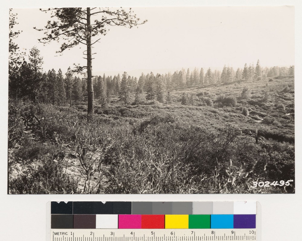 Photo #302495 of the Wieslander Vegetation Type Map Survey, taken April 20th, 1935 in Santa Cruz.