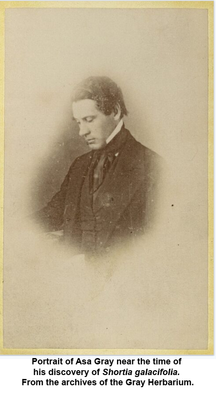 Portrait of Asa Gray near the time of his discovery of Shortia galacifolia. From the archives of the Gray Herbarium.