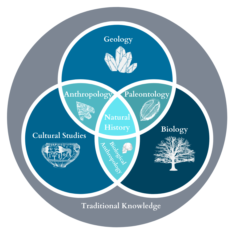 Outermost circle is traditional knowledge which encompasses all other fields. Ceramic pot, tree, crystal, arrowhead, trilobite, and skull graphics indicate natural history disciplines. Natural History is at the center of the Venn diagram