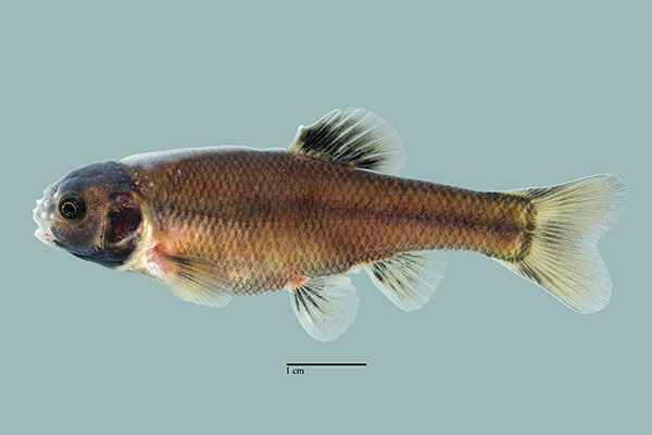 Male and female mature fathead minnows showing secondary sex