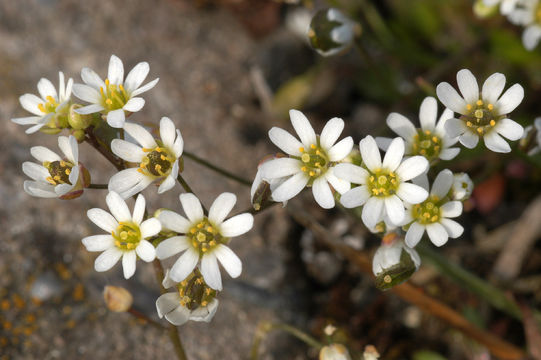 Draba verna flowers