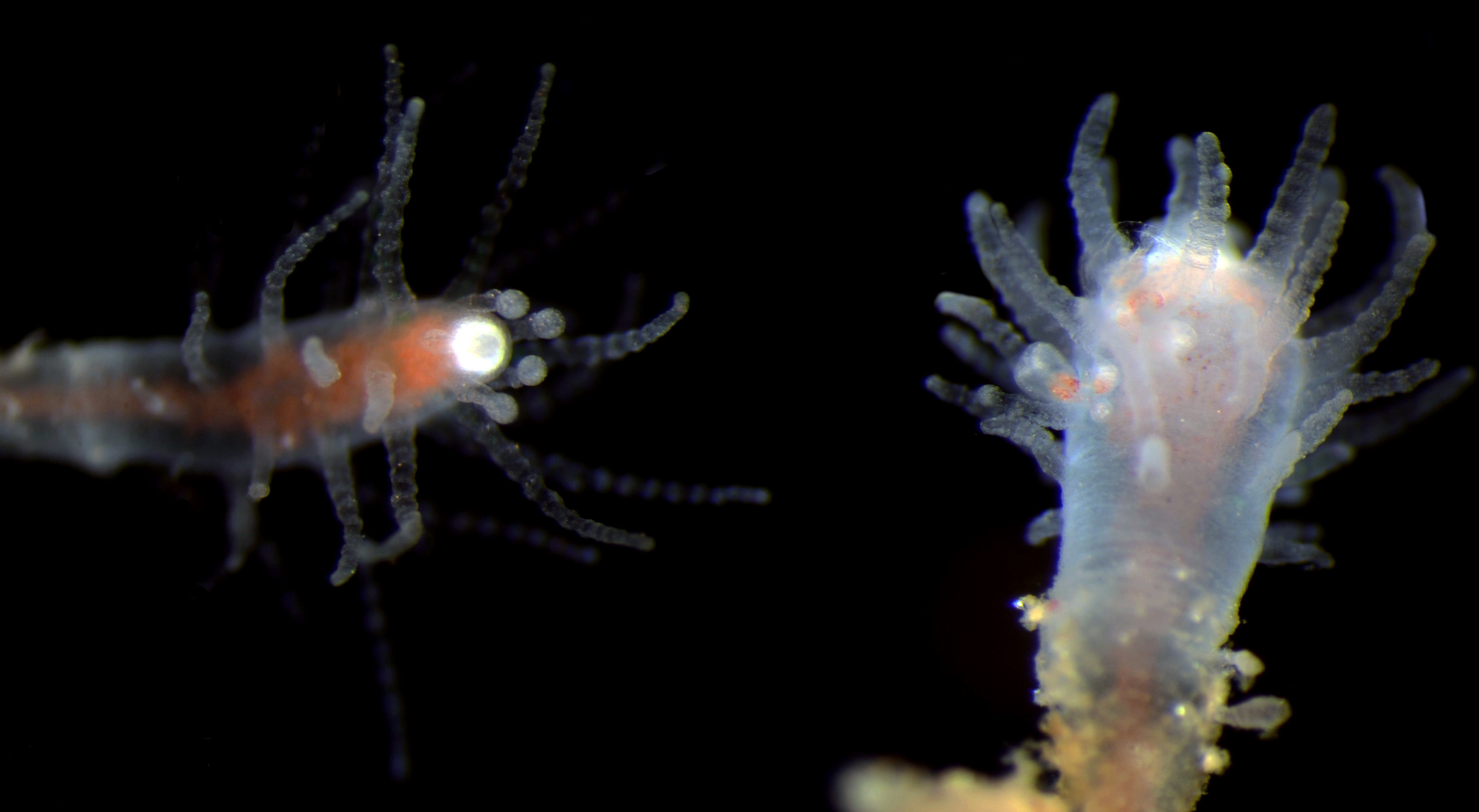 November 2016 Biodiversity Spotlight | iDigBio