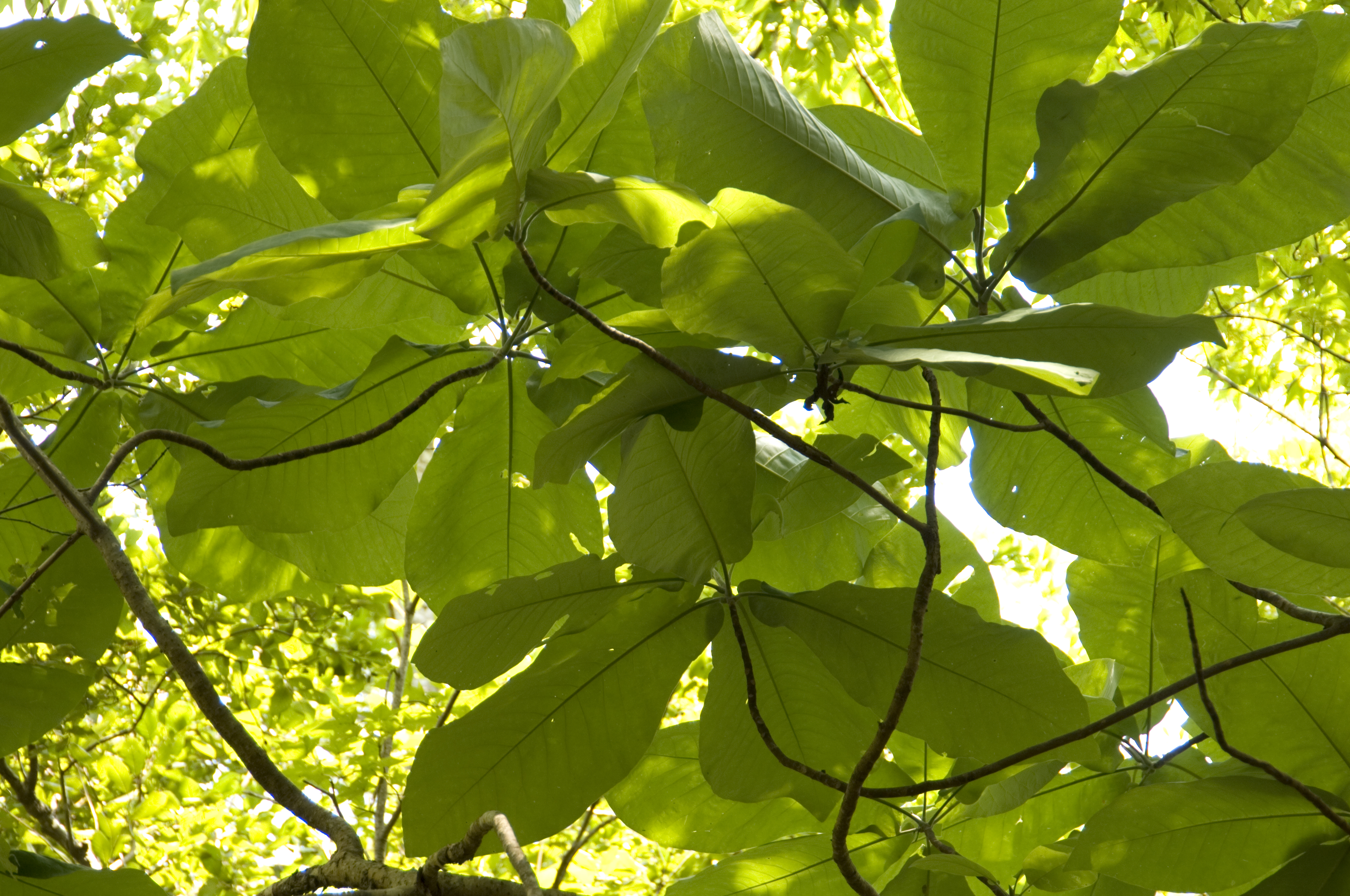 Bigleaf Magnolia (Magnolia macrophylla) leaves (Gil Nelson)