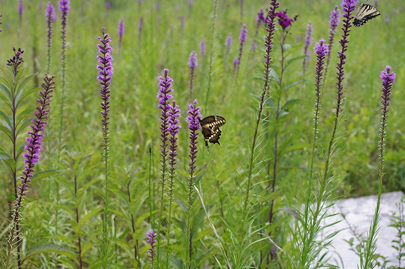 a favorite of butterflies, dense blazing star stems are striking in their own right and for the winged spectacle they attract