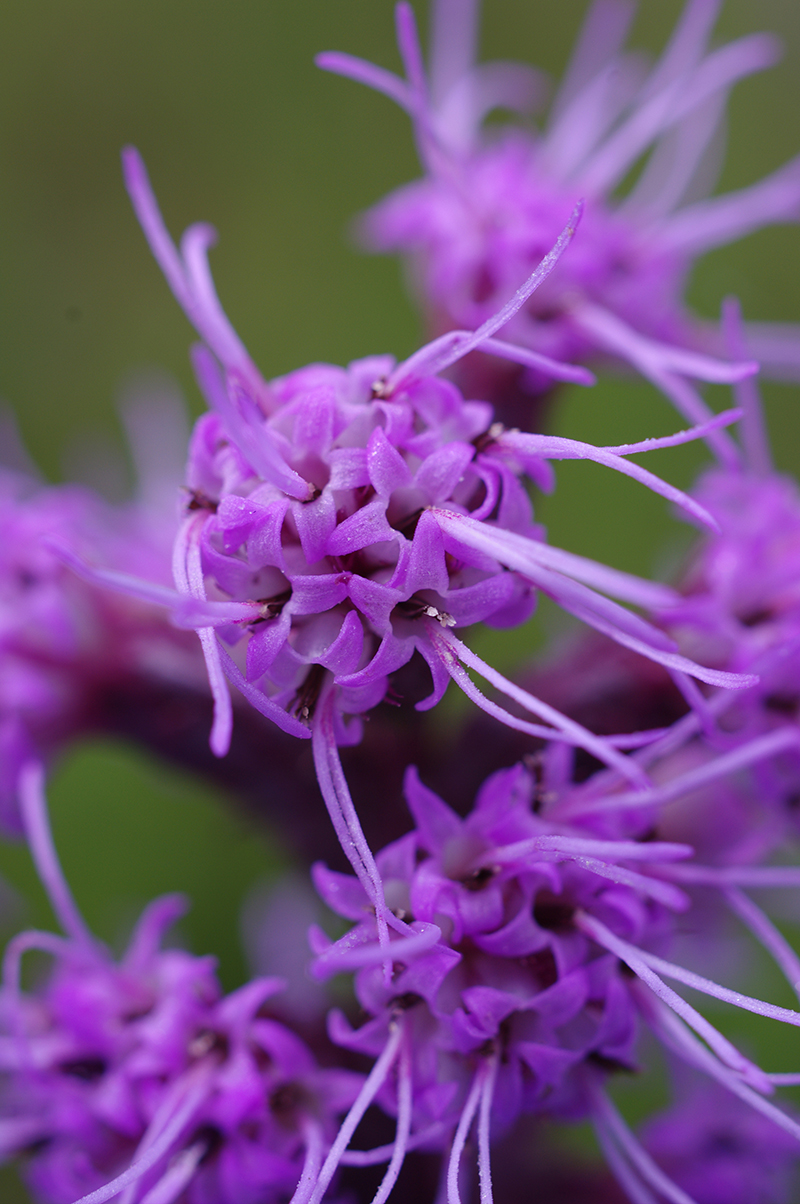 close-up of the densely packed compound flowering heads, which each contain 4-14 flowers