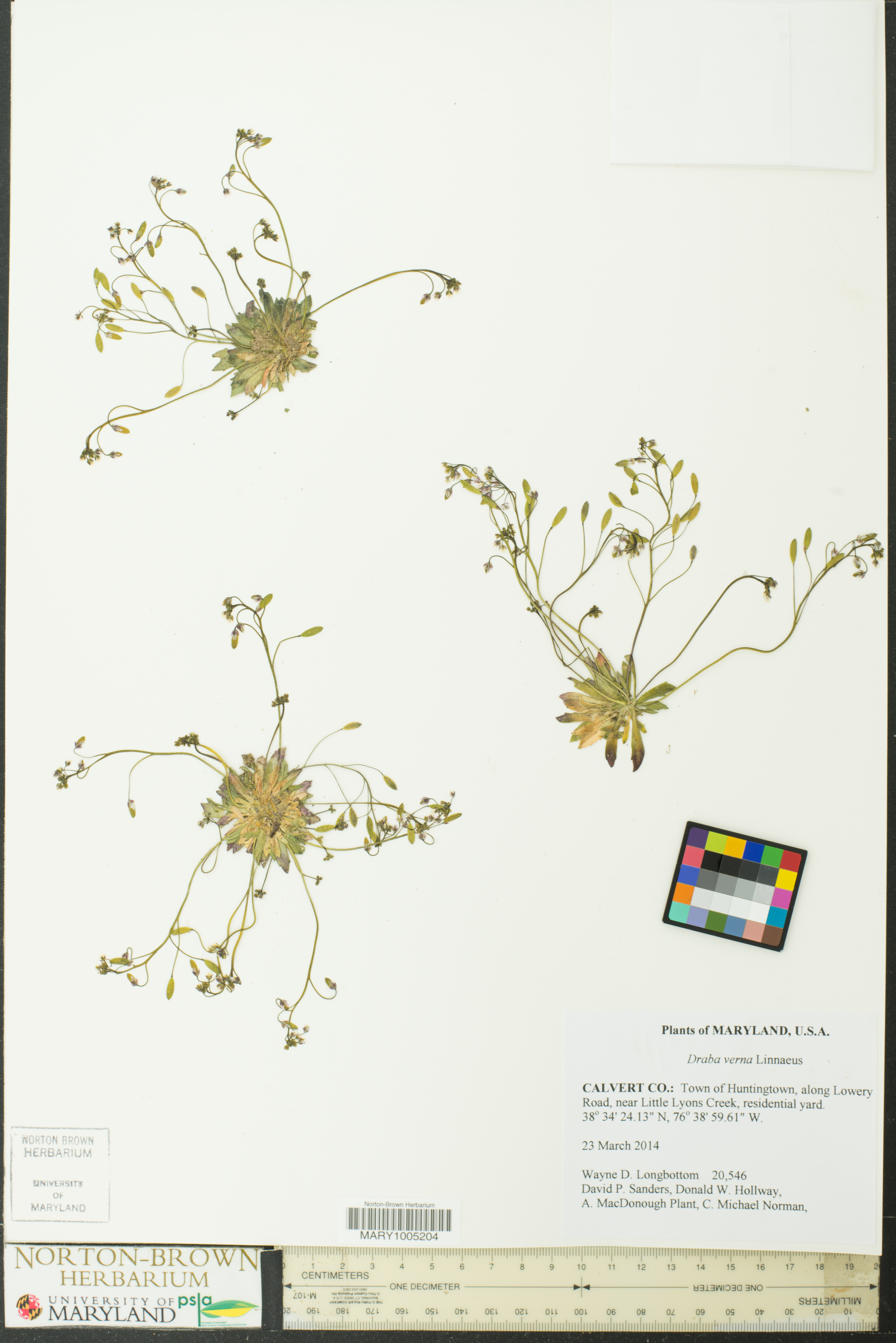 herbarium sheet of Draba verna