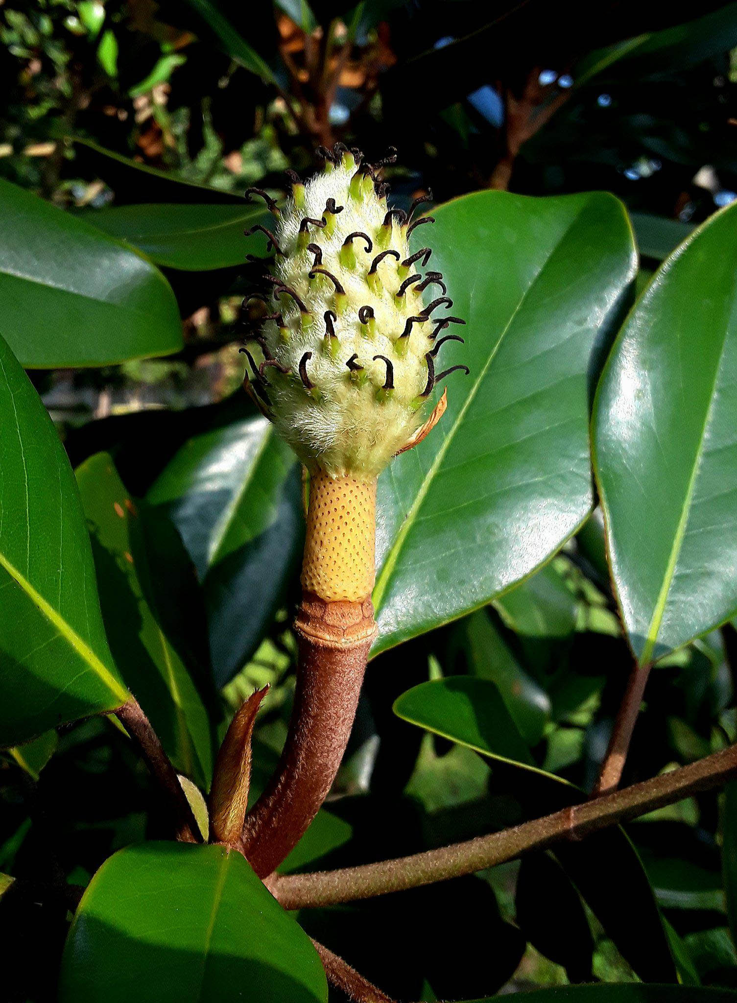 Southern Magnolia (Magnolia grandiflora) immature fruit (Cathy Bester)