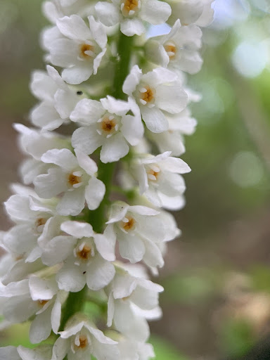 Galax urceolata in flower