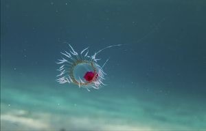 Immortal jellyfish swimming in the ocean