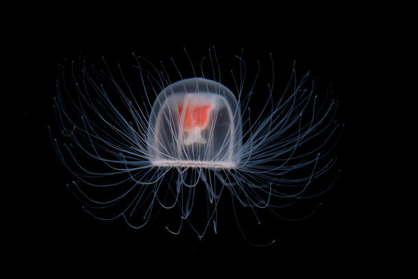 Immortal jellyfish with a black background