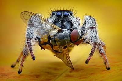 BACKYARD BIODIVERSITY: Jumping Spiders