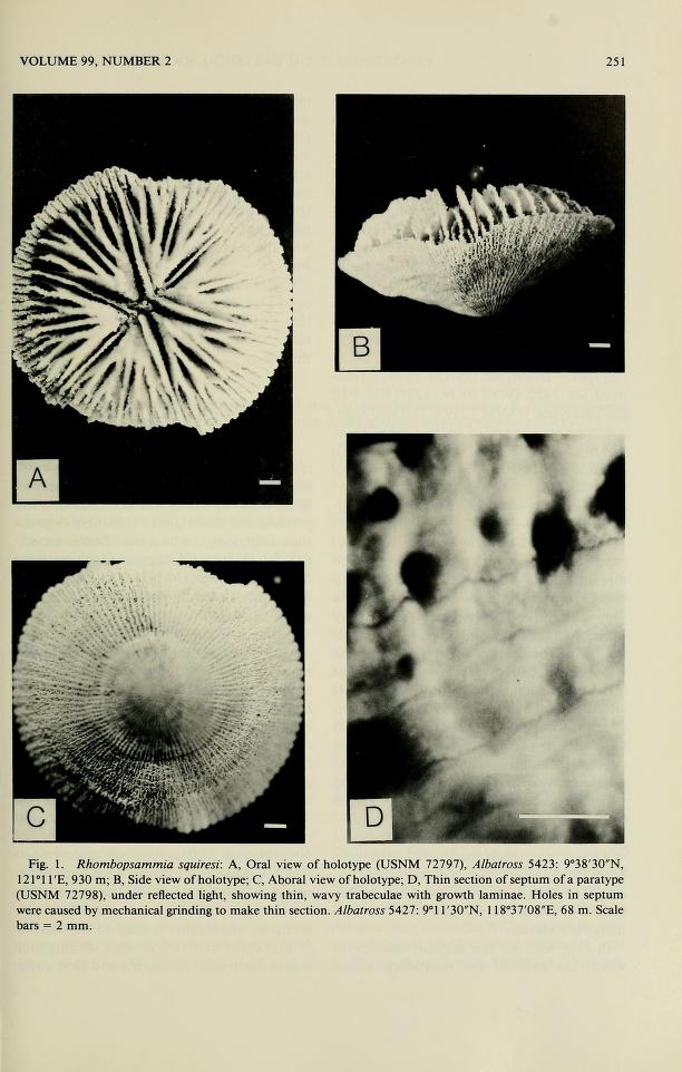 Owens, Joan Murrell (4 June 1986) "Rhombopsammia, a New Genus of the Family Micrabaciidae (Coelenterata: Scleractinia)". Proceedings of the Biological Society of Washington. 99 (2): 248–256.