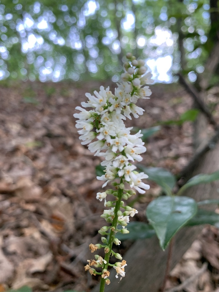 Galax urceolata in flower