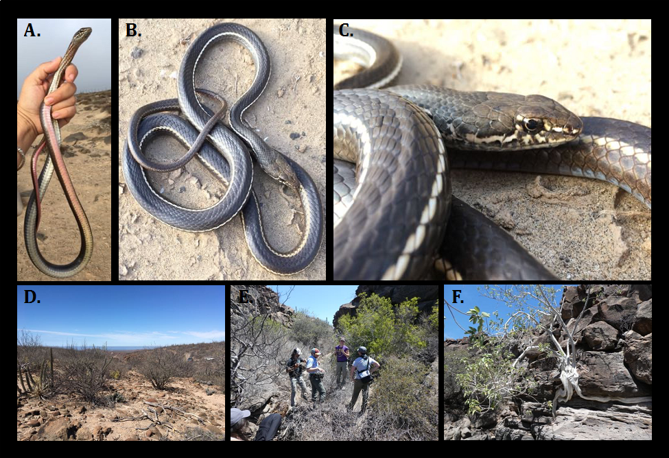 Masticophis lateralis individual from San Juanico Bay. A. Ventral body view B. Dorsal body view. C. closeup of ventral head and body. D-F. Locality and habitat where individual was found. Photos from S. Ruane, and B. Simison