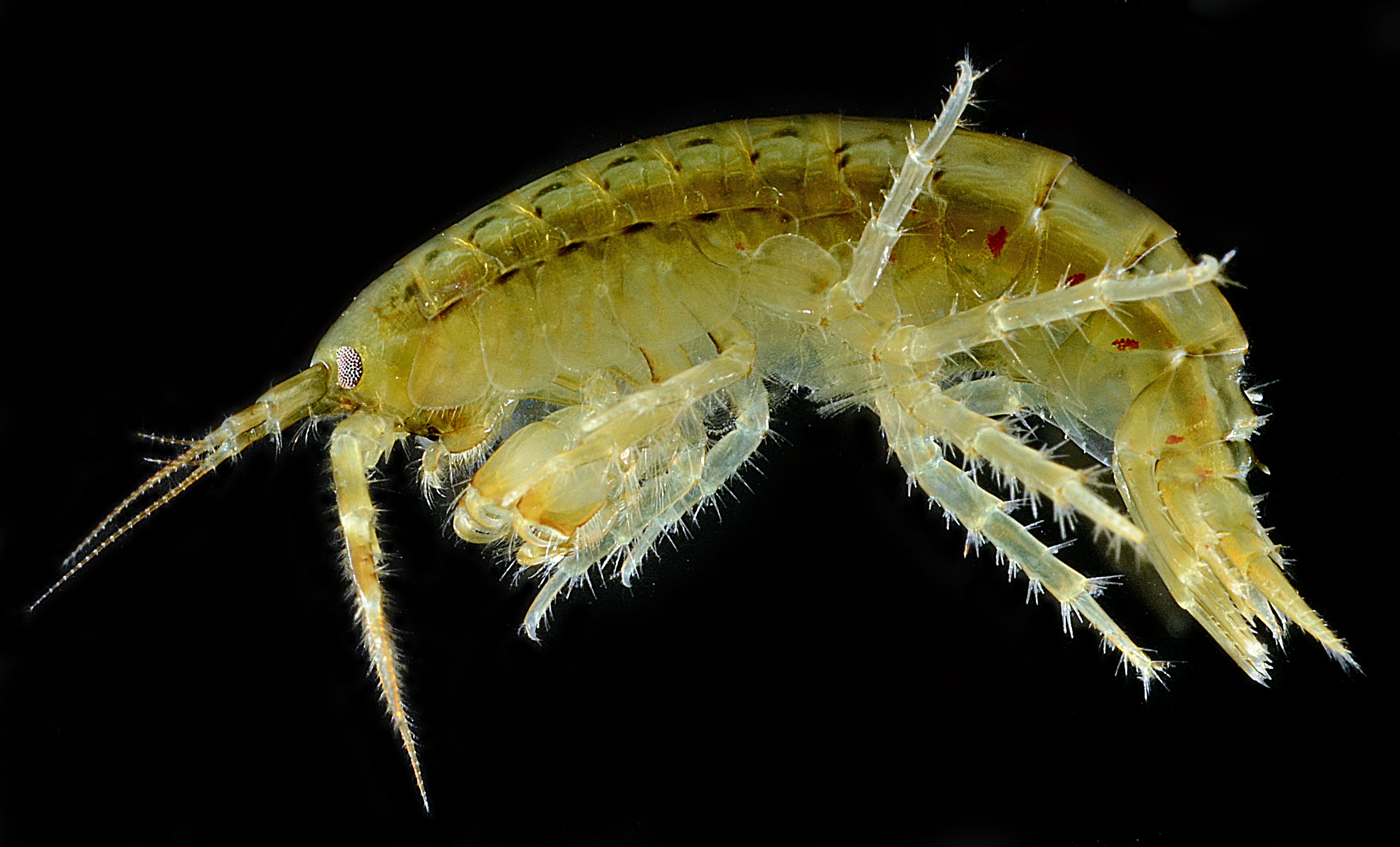 Anisogammarus pugettensis