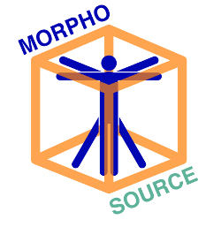 MorphoSource