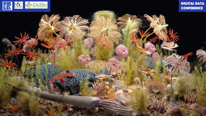 File:Corals.jpg
