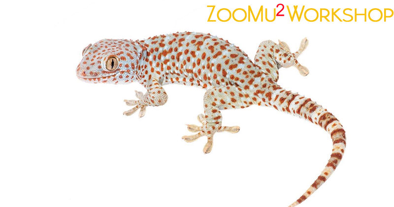File:ZooMu2Gekko2.jpg