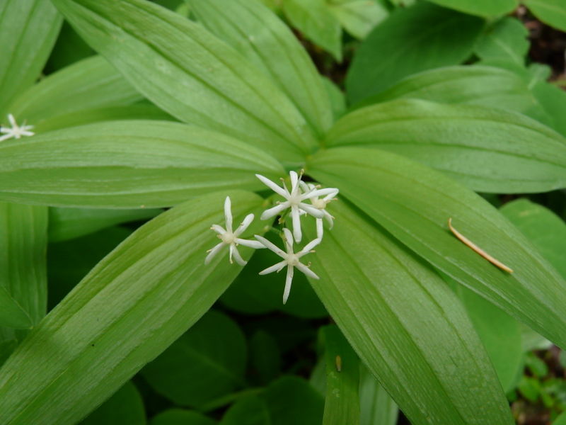 File:Smilacina stellata KDP.jpg