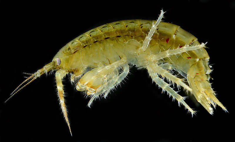 File:Anisogammarus pugettensis dFHL 03419a.jpg