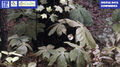 Thumbnail for version as of 11:53, 20 May 2022