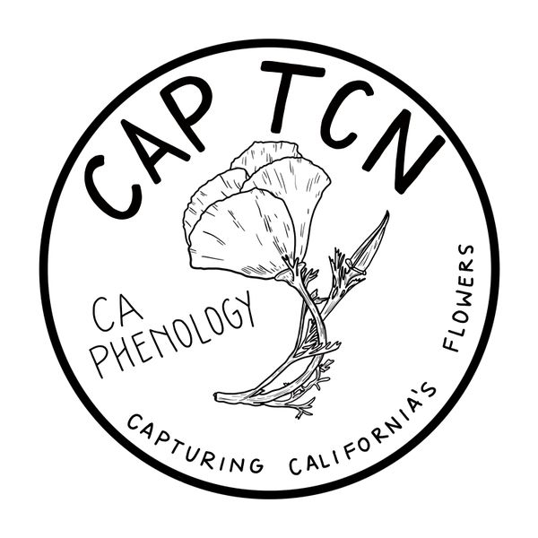 File:CAPLogo.jpg