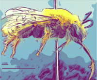 Big-Bee-logo.png