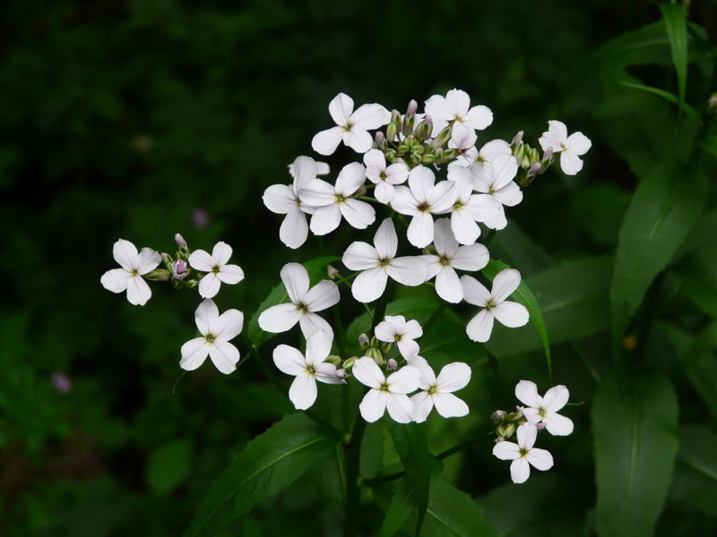 File:Hesperis matronalis KDP.jpg