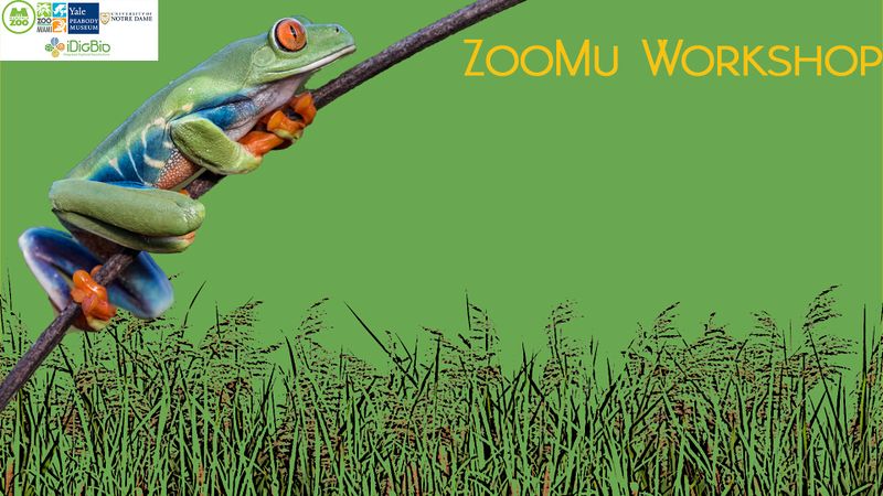 File:Zoomu grnfrog.jpg