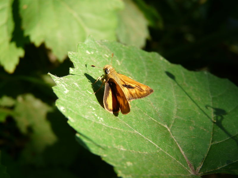 File:Skipper KDP.jpg