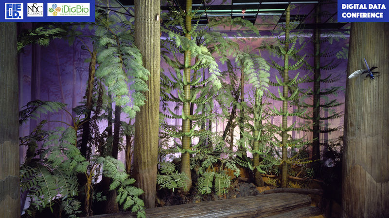 File:AncientForest.jpg