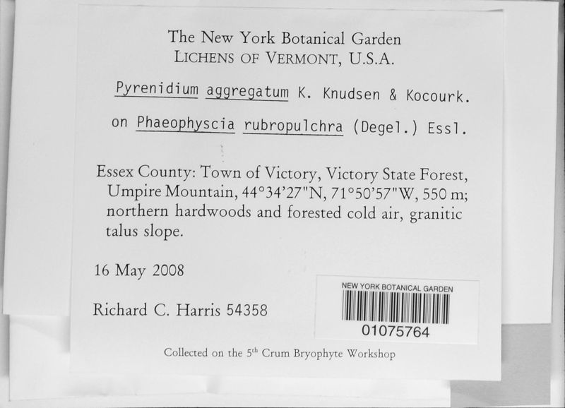 File:NY01075764 lg.jpg